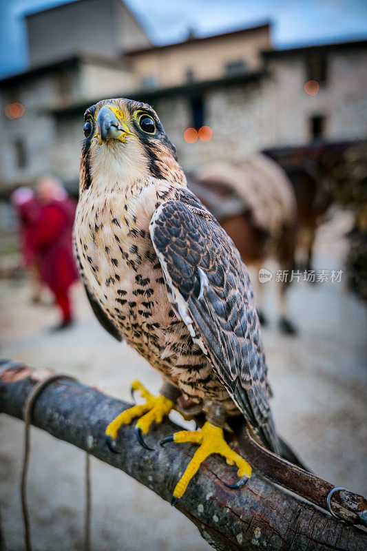 美丽的红隼标本(Falco tinunculus)